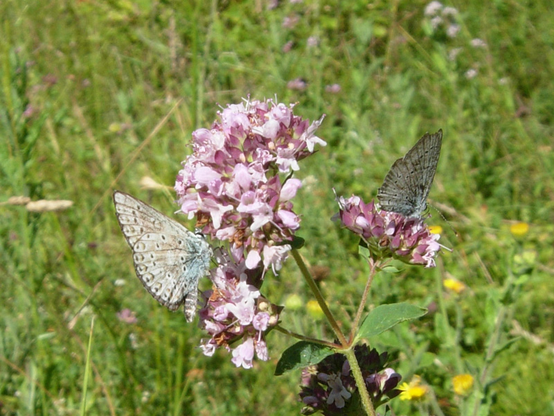 Maculinea sp. (Lepidoptera, Lycaenidae)